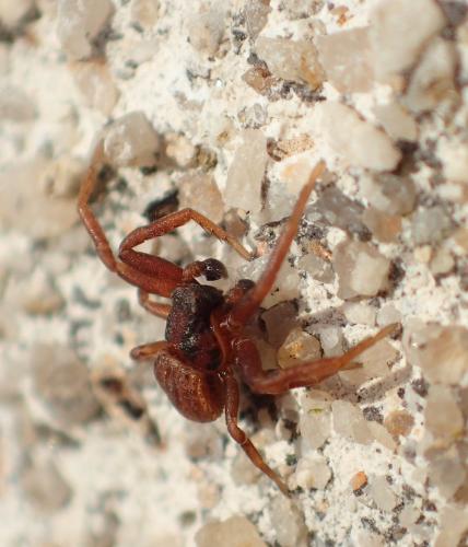 Réf. 248 905 : Ozyptila atomaria